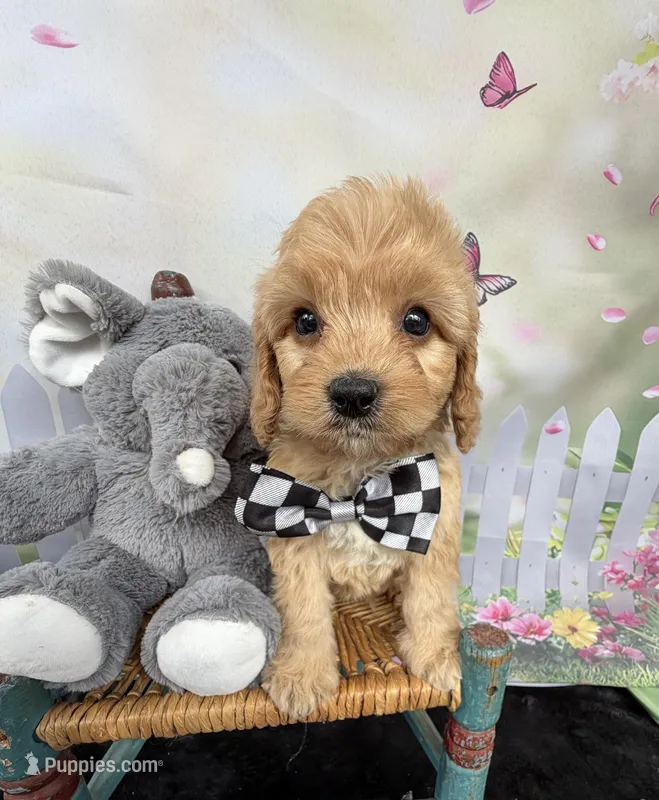 Autumn’s Silver Boy w/ Video – Cavapoo puppy for sale in Eatonton, GA