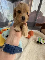 Autumn’s Silver Boy w/ Video, a male Cavapoo for sale in Eatonton, GA – Photo 8 of 9