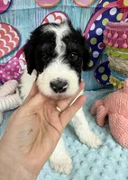 Bernie’s Bl/Wh/Tan Parti Boy, a male Miniature Bernedoodle for sale in Eatonton, GA – 4 of 9
