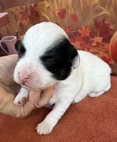 Peaches Red Girl, a female Maltipoo for sale in Eatonton, GA – 6 of 8