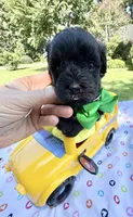 Jellybean’s Black/Sable Boy, a male Maltipoo for sale in Eatonton, GA – 8 of 10