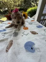 Shirley’s Pink Girl, a female Miniature Goldendoodle for sale in Eatonton, GA – 6 of 7