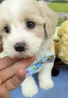 Jellybean’s Apricot/White Boy (blue in eye), a male Maltipoo for sale in Eatonton, GA – 3 of 10