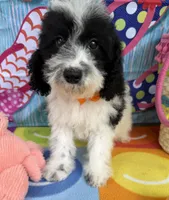 Hailey’s Orange Boy, a male Cavapoo for sale in Eatonton, GA – 9 of 9
