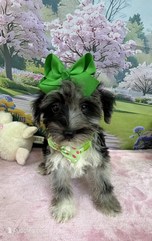 Trendy’s Green Girl Blue Eye – Schnoodle puppy for sale in Eatonton, GA