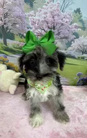 Trendy’s Green Girl Blue Eye, a female Schnoodle for sale in Eatonton, GA – 1 of 10