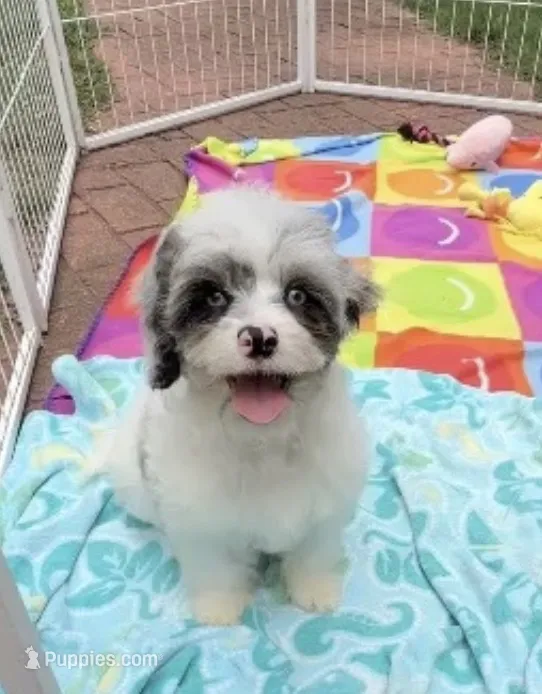 Peaches Light Blue Boy – Cavapoo puppy for sale in Eatonton, GA