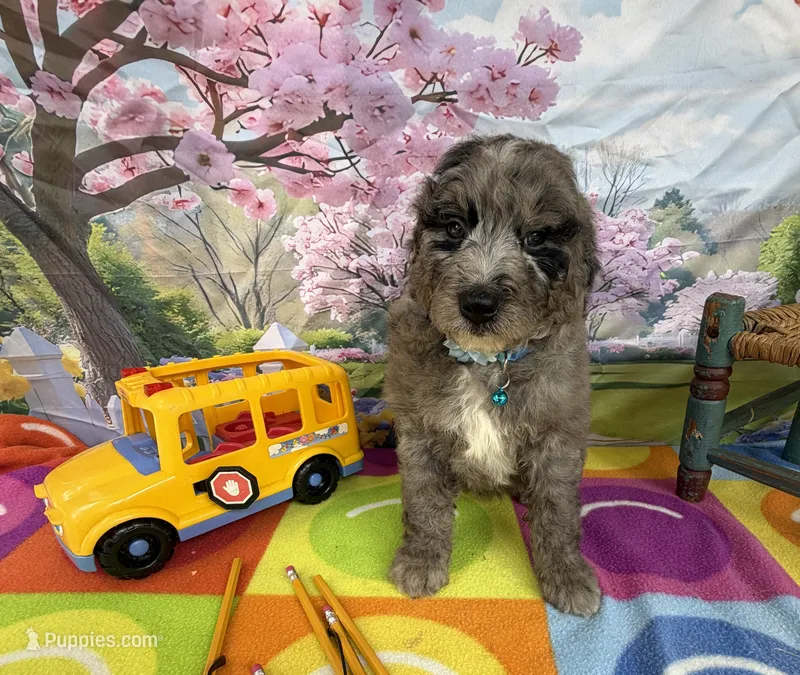 Bernie’s Blue Merle Boy – Miniature Bernedoodle puppy for sale in Eatonton, GA