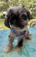 Trendy’s Tiny Blue Boy, a female Schnoodle for sale in Eatonton, GA – 3 of 8