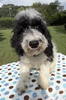 Hailey’s Brown Boy, a male Cavapoo for sale in Eatonton, GA – 6 of 9