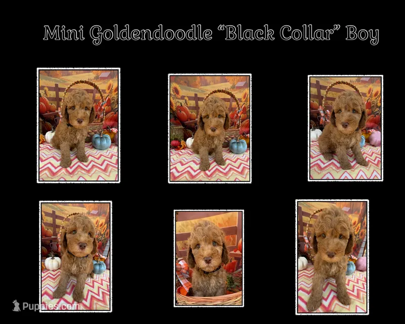 Shirley’s Black Boy – Miniature Goldendoodle puppy for sale in Eatonton, GA