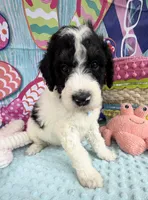 Bernie’s Bl/Wh/Tan Parti Boy, a male Miniature Bernedoodle for sale in Eatonton, GA – 6 of 9