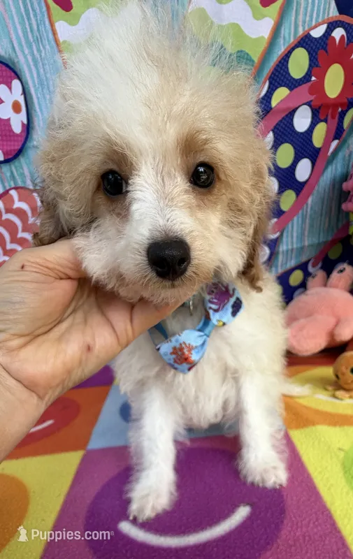Hailey’s Tiny Blue  – Cavapoo puppy for sale in Eatonton, GA