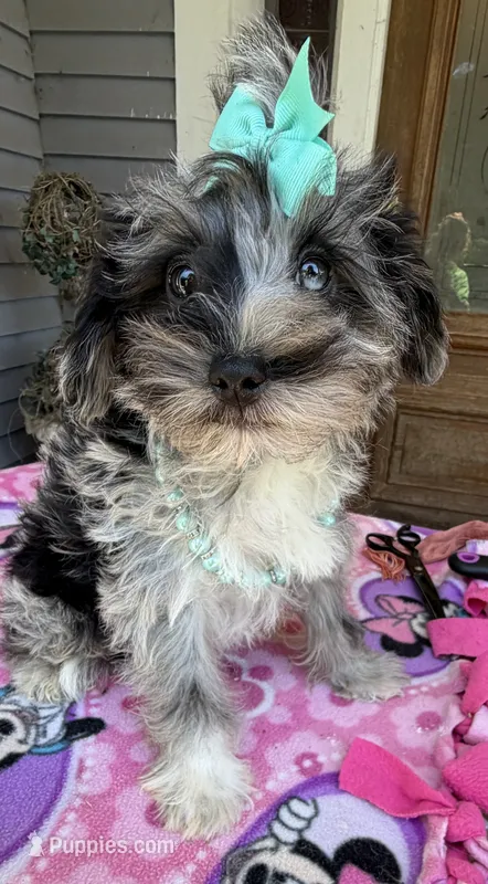 Trendy’s Green Girl Blue Eye – Schnoodle puppy for sale in Eatonton, GA