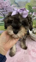 Trendy’s Purple Girl, a female Schnoodle for sale in Eatonton, GA – 7 of 9
