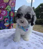 Peaches Light Blue Boy, a male Cavapoo for sale in Eatonton, GA – Photo 5 of 10