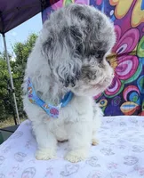 Peaches Light Blue Boy, a male Cavapoo for sale in Eatonton, GA – Photo 10 of 10