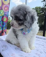 Peaches Light Blue Boy, a male Cavapoo for sale in Eatonton, GA – Photo 4 of 10
