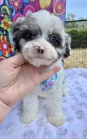 Peaches Light Blue Boy, a male Cavapoo for sale in Eatonton, GA – Photo 2 of 10