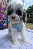 Peaches Light Blue Boy, a male Cavapoo for sale in Eatonton, GA – Photo 8 of 10
