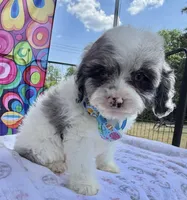 Peaches Light Blue Boy, a male Cavapoo for sale in Eatonton, GA – Photo 3 of 10