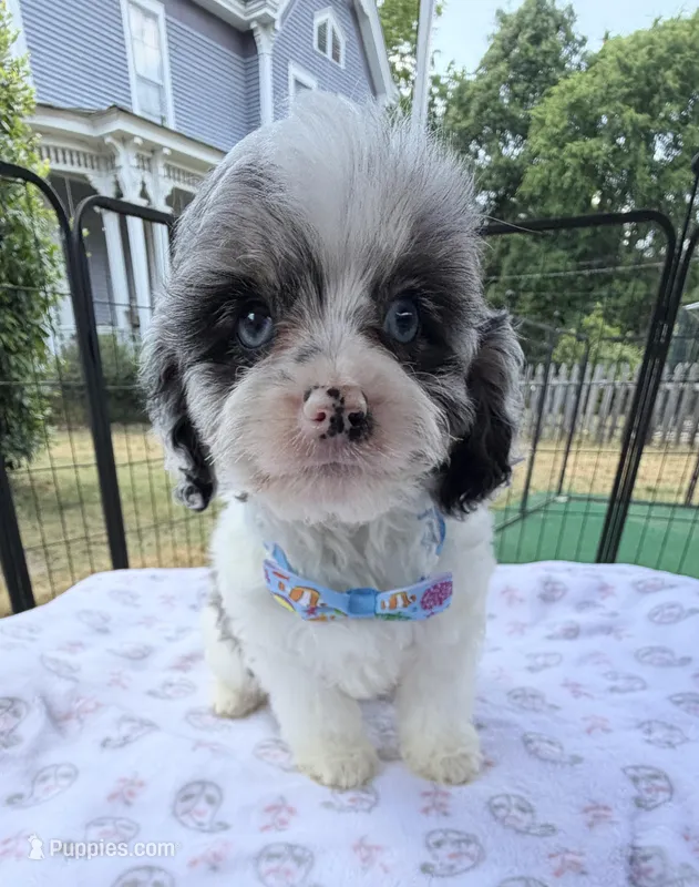 Peaches Light Blue Boy – Cavapoo puppy for sale in Eatonton, GA