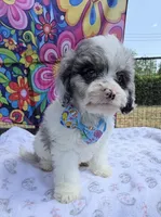 Peaches Light Blue Boy, a male Cavapoo for sale in Eatonton, GA – Photo 6 of 10