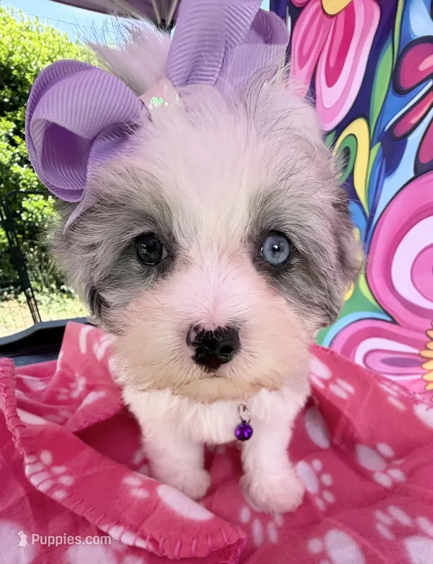 Dolly’s Bue Merle Girl Blue Eye – Maltipoo puppy for sale in Eatonton, GA