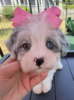 Dolly’s Bue Merle Girl Blue Eye, a female Maltipoo for sale in Eatonton, GA – Photo 4 of 10