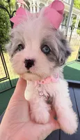 Dolly’s Bue Merle Girl Blue Eye, a female Maltipoo for sale in Eatonton, GA – Photo 9 of 10