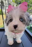 Dolly’s Bue Merle Girl Blue Eye, a female Maltipoo for sale in Eatonton, GA – Photo 3 of 10