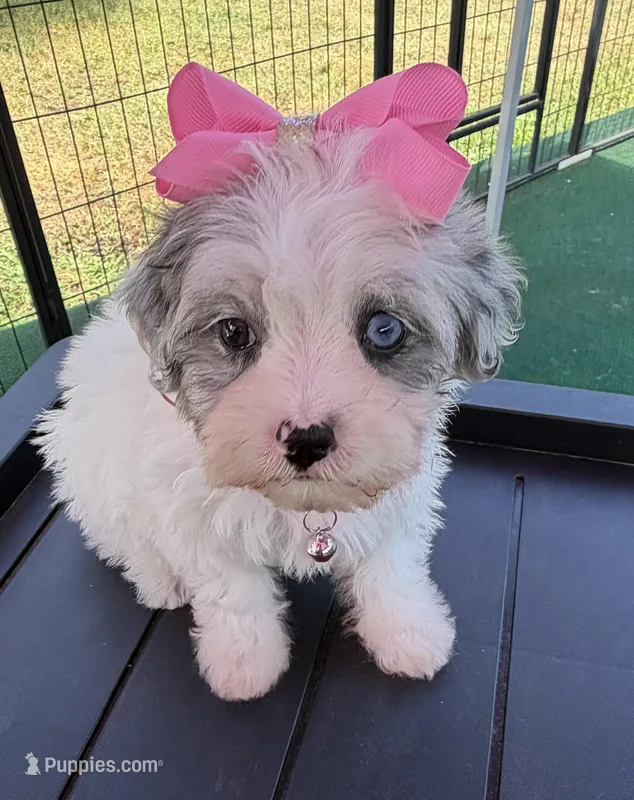 Dolly’s Bue Merle Girl Blue Eye – Maltipoo puppy for sale in Eatonton, GA