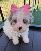 Dolly’s Bue Merle Girl Blue Eye, a female Maltipoo for sale in Eatonton, GA – Photo 1 of 10