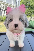 Dolly’s Bue Merle Girl Blue Eye, a female Maltipoo for sale in Eatonton, GA – Photo 2 of 10