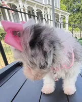 Dolly’s Bue Merle Girl Blue Eye, a female Maltipoo for sale in Eatonton, GA – Photo 6 of 10