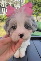 Dolly’s Bue Merle Girl Blue Eye, a female Maltipoo for sale in Eatonton, GA – Photo 7 of 10