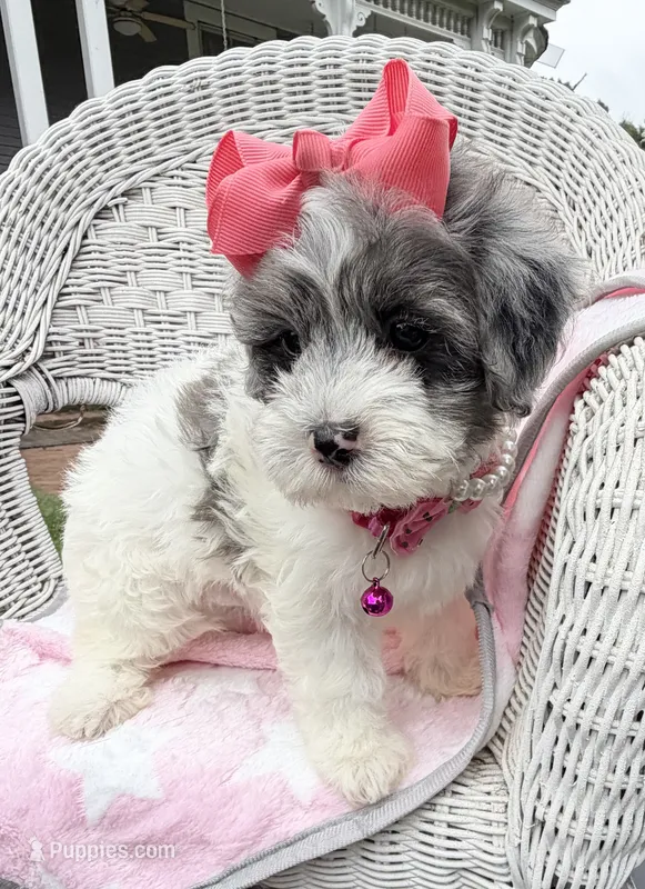 Jellybean’s Blue Merle/White – Maltipoo puppy for sale in Eatonton, GA