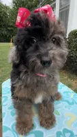 Gabby’s Merle Girl. Reduced!, a female Miniature Bernedoodle for sale in Eatonton, GA – 3 of 7