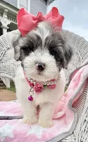 Jellybean’s Blue Merle/White, a female Maltipoo for sale in Eatonton, GA – 3 of 9