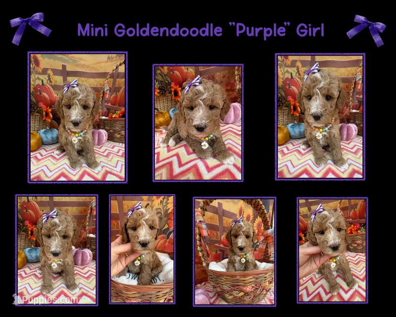 Shirley’s Purple Girl – Miniature Goldendoodle puppy for sale in Eatonton, GA