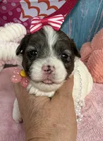 Jellybean’s Blue Merle Girl, a female Maltipoo for sale in Eatonton, GA – 5 of 9