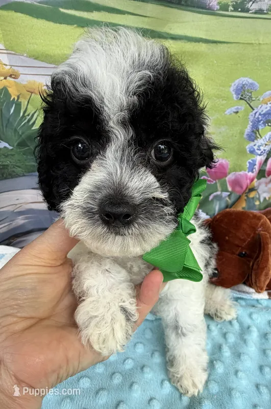 Hailey’s Green Boy – Cavapoo puppy for sale in Eatonton, GA