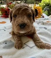 Shirley’s Blue Boy, a male Miniature Goldendoodle for sale in Eatonton, GA – 5 of 9