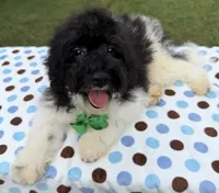 Hailey’s Green Boy, a male Cavapoo for sale in Eatonton, GA – 3 of 8