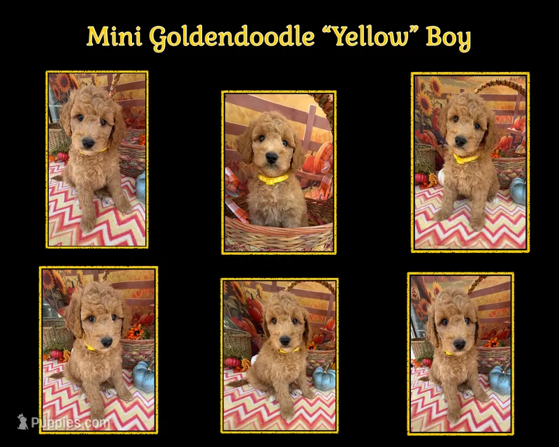 Shirley’s Yellow Boy – Miniature Goldendoodle puppy for sale in Eatonton, GA