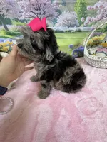 Trendy’s Tiny  Pink Girl Blue eye, a female Schnoodle for sale in Eatonton, GA – 6 of 9