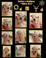 Butter’s Yellow Boy, a male Maltipoo for sale in Eatonton, GA – Photo 10 of 10