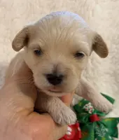Butter’s Yellow Boy, a male Maltipoo for sale in Eatonton, GA – Photo 1 of 10