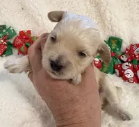 Butter’s Yellow Boy, a male Maltipoo for sale in Eatonton, GA – Photo 3 of 10