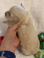Butter’s Yellow Boy, a male Maltipoo for sale in Eatonton, GA – Photo 7 of 10